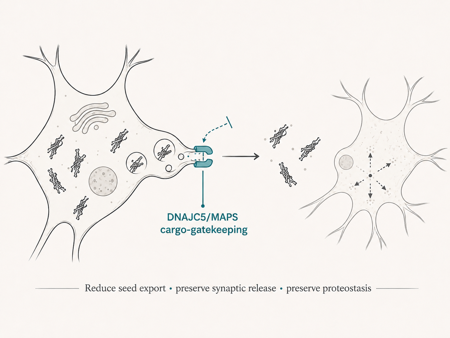 Working model of DNAJC5/MAPS cargo-gatekeeping in pathological tau export